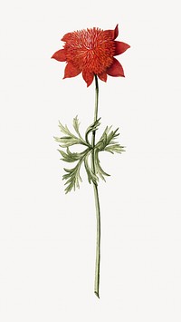 Red floral vintage isolated image