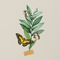 Vintage botanical butterfly, aesthetic collage element