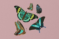 E.A. Séguy's butterfly background, vintage pink design, remixed by rawpixel.