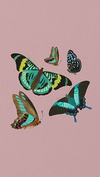 E.A. Séguy's butterfly iPhone wallpaper, vintage pink background, remixed by rawpixel.