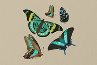 E.A. S&eacute;guy's butterfly background, vintage brown design, remixed by rawpixel.