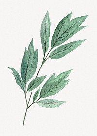 Moutan peony leaf botanical collage element psd