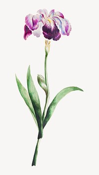 Japanese iris flower  vintage  collage element psd