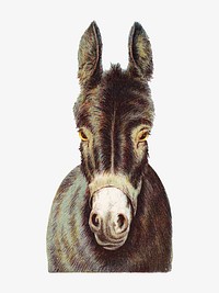 Vintage donkey, animal illustration. Remixed by rawpixel.