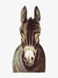 Vintage donkey, animal illustration psd. Remixed by rawpixel.