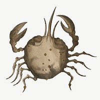 Cancer crab, astrology animal illustration psd by Ignace Gaston Pardies. Remixed by rawpixel.
