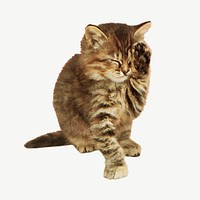 Cat with a paw up to its closed eyes illustration psd. Remixed by rawpixel.