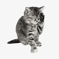 Cat with a paw up to its closed eyes illustration. Remixed by rawpixel.