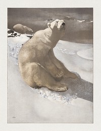 A polar bear seated on snow and another polar bear walking in background (1900), vintage animal illustration by Carl Ederer. Original public domain image from the Library of Congress. Digitally enhanced by rawpixel.