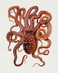 Callistoctopus macropus (White-spotted Octopus) from the Mediterranean Sea (1896). Original public domain image from Digital Commonwealth. Digitally enhanced by rawpixel.