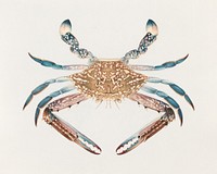 Portunua pelagicus (Blue Crab) (1737–1770) vintage sea animal illustration by Luigi Balugani. Original public domain image from Yale Center for British Art. Digitally enhanced by rawpixel.