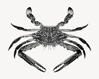 Blue crab, vintage sea animal illustration by Luigi Balugani. Remixed by rawpixel.