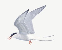 Vintage flying tern bird psd. Remixed by rawpixel. 