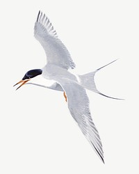 Vintage flying tern bird psd. Remixed by rawpixel. 