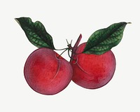 Vintage plums psd. Remixed by rawpixel. 