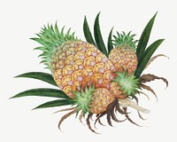 Vintage pineapple psd. Remixed by rawpixel. 