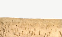 Wheat field border illustration psd. Remixed by rawpixel. 