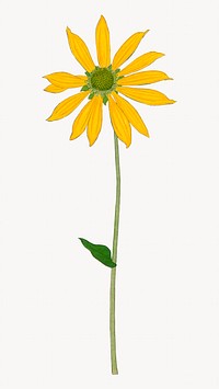 Yellow flower image element