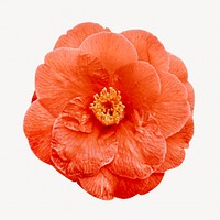 Orange blooming flower  isolated image on white