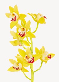 Yellow orchid flower on simple background