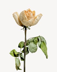 Dry rose, flower image