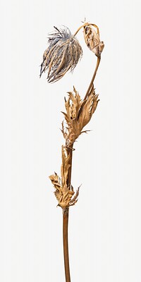 Aesthetic dried flower  isolated image on white