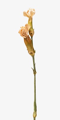 Aesthetic dried flowers  isolated image on white
