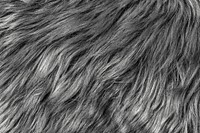 Gray fur texture background