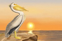 Pelican bird background, sunset drawing design