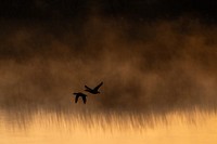 Dark brown nature background, birds design