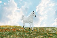 Horse aesthetic background, dreamy grass field