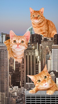 Giant cats iPhone wallpaper, surreal buildings background