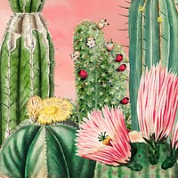 Aesthetic cactus garden background