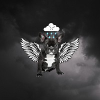 Black bulldog background, sad puppy remix