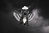 Black bulldog background, sad puppy remix