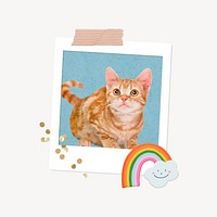 Ginger cat instant film photo collage element