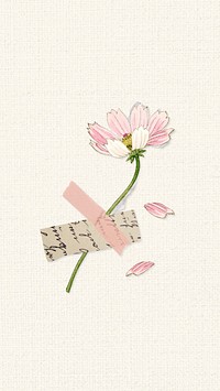 Pink cosmos iPhone wallpaper, flower remix illustration