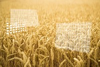 Agricultural technology, brown wheat field