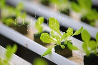 GMO plant, smart agriculture, digital remix