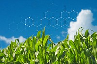 Smart agriculture, corn field, digital remix