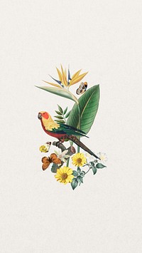 Sun parakeet bird iPhone wallpaper, vintage bird background