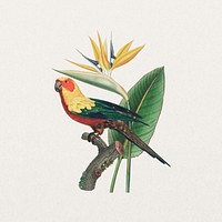 Sun parakeet bird, exotic botanical remix collage element