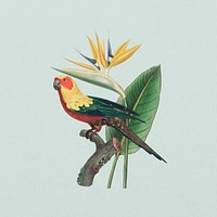 Sun parakeet bird, exotic botanical remix collage element