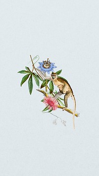 Grivet monkey baby mobile wallpaper, vintage wildlife background