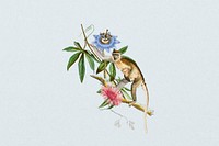 Grivet monkey, wildlife botanical remix collage element