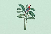 Scarlet macaw parrot, exotic botanical remix collage element