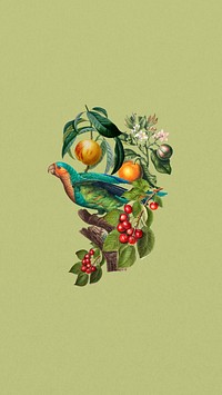 Vintage Parakeet bird phone wallpaper, fruit branch remix background