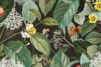 Exotic butterfly pattern background, vintage botanical illustration