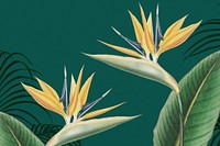 Bird of paradise background, blue exotic plant border