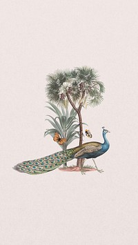 Vintage peacock iPhone wallpaper, pink animal background